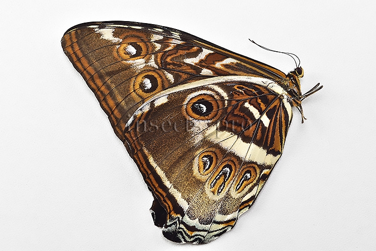 Morpho cisseis jeannoti A1 ♂ BLUE FORM hard to get - Image 2