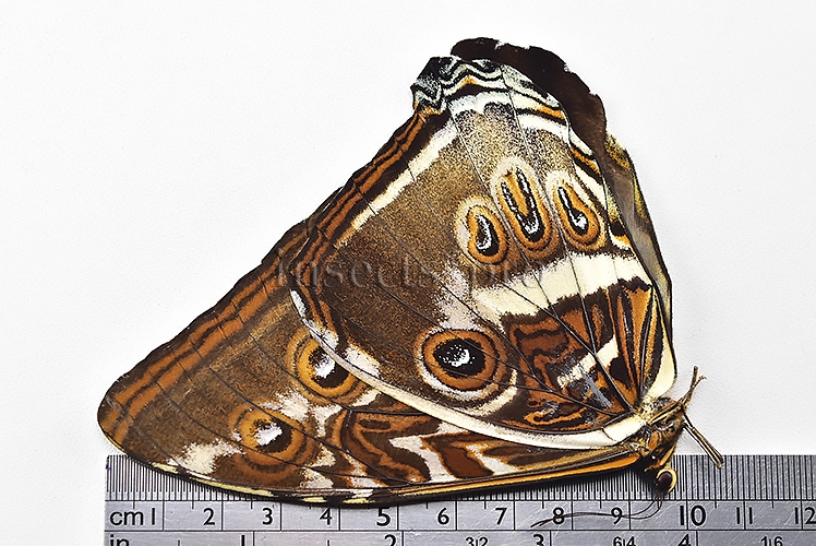 Morpho cisseis jeannoti A1 ♂ BLUE FORM hard to get - Image 3