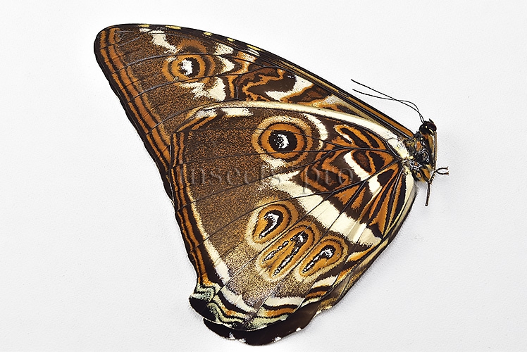 Morpho cisseis jeannoti ♂ GOOD FORM - Image 2