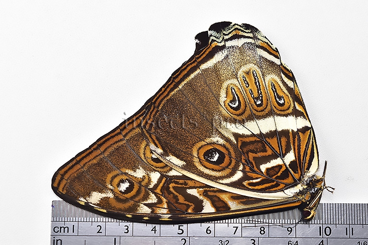 Morpho cisseis jeannoti ♂ GOOD FORM - Image 3