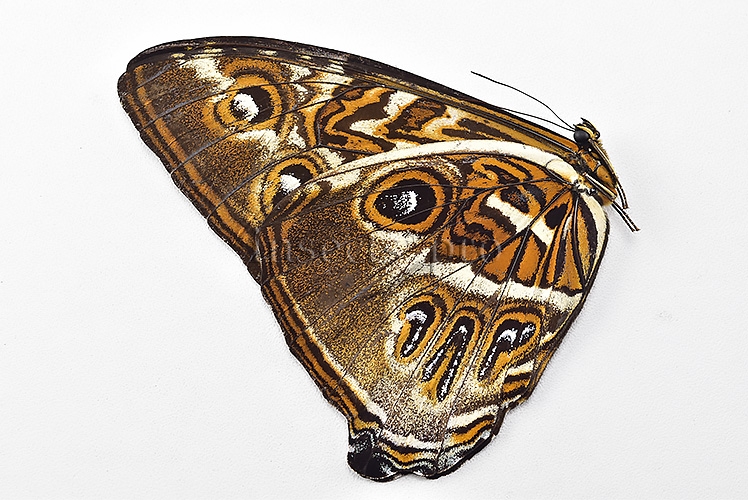 Morpho cisseis jeannoti ♂ - Image 2