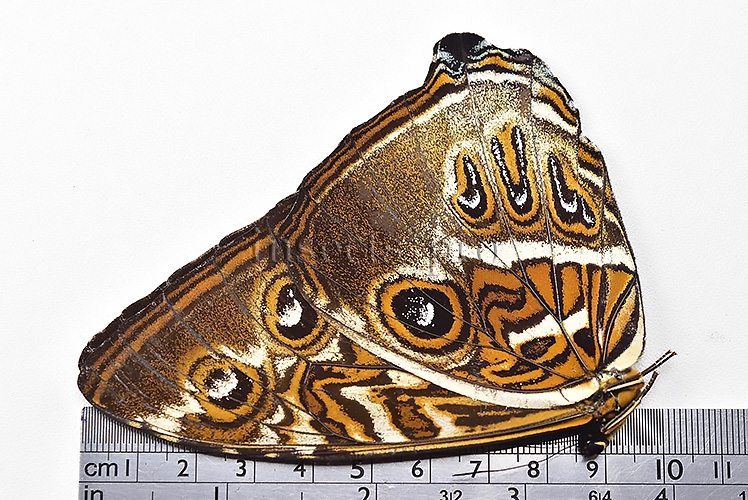 Morpho cisseis jeannoti ♂ - Image 3