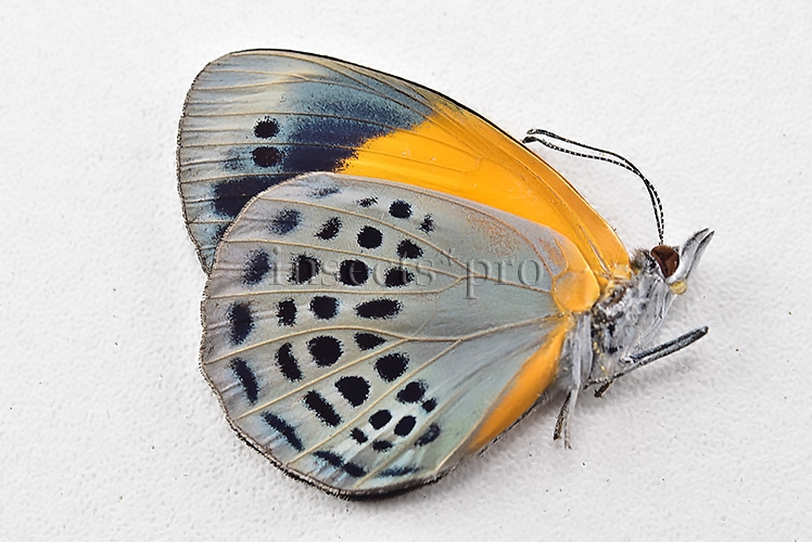 Asterope markii davisii A1 ♀ - Image 2