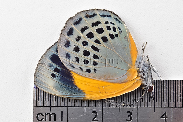 Asterope markii davisii A1 ♀ - Image 3