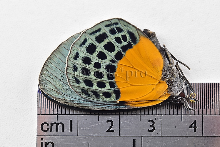 Asterope buckleyi A1 ♀ - Image 2