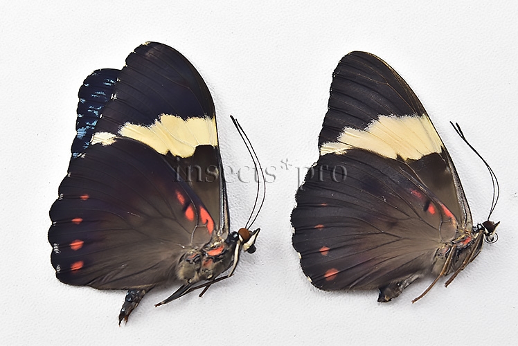 Hamadryas arinome A1 ♂ ABERRATION* INTERESTING MELANIC ABERRATION SET of 2 sp. - Image 2