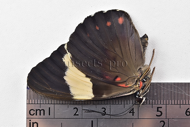 Hamadryas arinome A1 ♂ ABERRATION* INTERESTING MELANIC ABERRATION SET of 2 sp. - Image 3