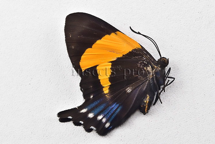 Ancyluris inca cacica ♀ - Image 2