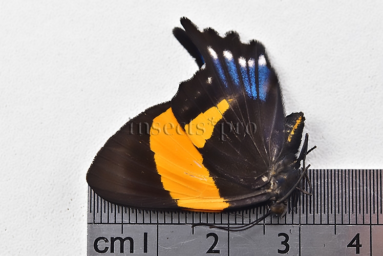 Ancyluris inca cacica ♀ - Image 3