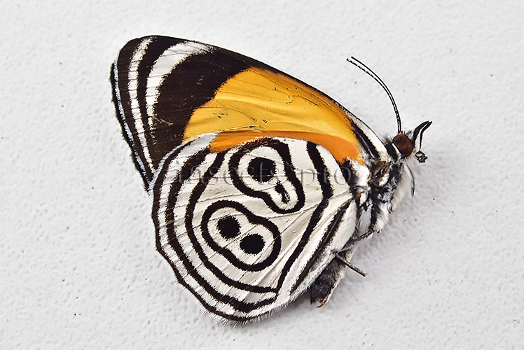Diaethria clymena peruviana ♂ ABERRATION* ORANGE FORM