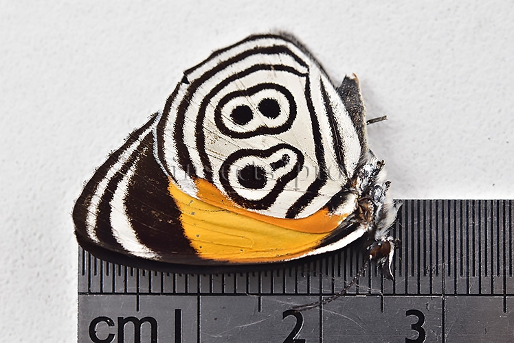 Diaethria clymena peruviana ♂ ABERRATION* ORANGE FORM - Image 2