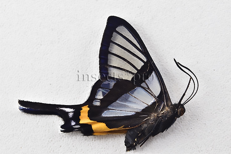 Chorinea sylphina f. terpsichore A1 ♂ ABERRATION* ORANGE FORM TERPSICHORE - Image 2