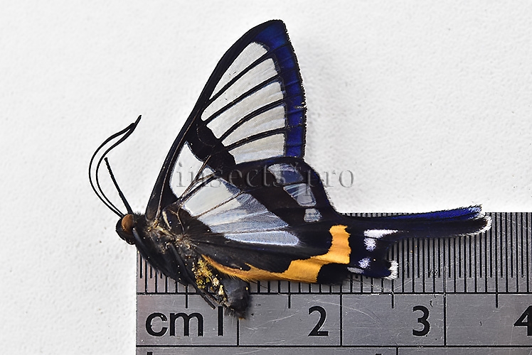 Chorinea sylphina f. terpsichore A1 ♂ ABERRATION* ORANGE FORM TERPSICHORE - Image 3