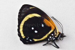 Callicore cynosura cynosura f. fournierae ♂ ABERRATION* MELANIC EXTREME