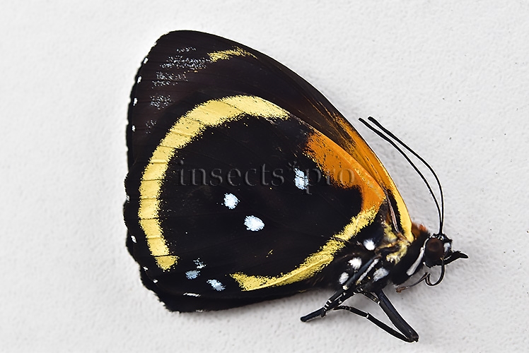 Callicore cynosura cynosura f. fournierae ♂ ABERRATION* MELANIC EXTREME