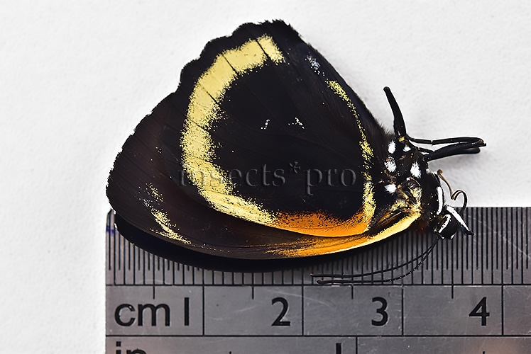 Callicore cynosura cynosura f. fournierae ♂ ABERRATION* MELANIC EXTREME - Image 2
