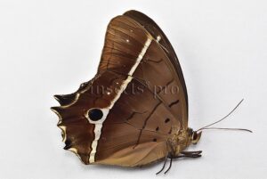 Antirrhea philaretes avernus ♀ HARD TO GET FEMALE