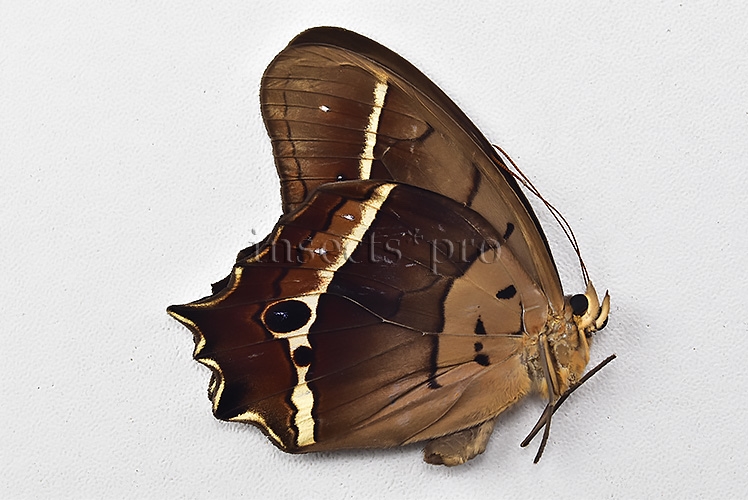 Antirrhea philaretes avernus ♂ RARE - Image 2