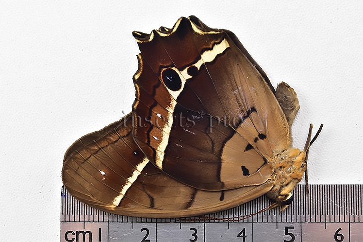 Antirrhea philaretes avernus ♂ RARE - Image 3
