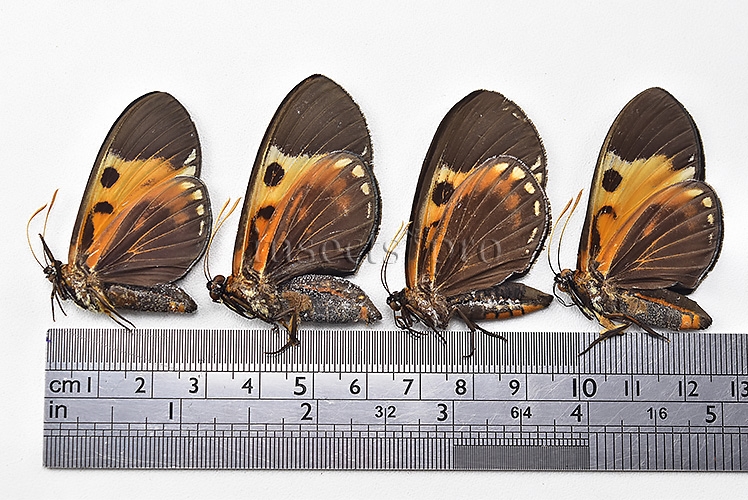 Duboisvalia ecuadoria ♂♀ CASTNIIDAE SET of 4 sp. - Image 2