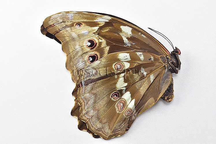 Morpho godartii tingomariensis *GYNANDROMORPH* ⚥ "CROSSED MOSAIC" - Image 2