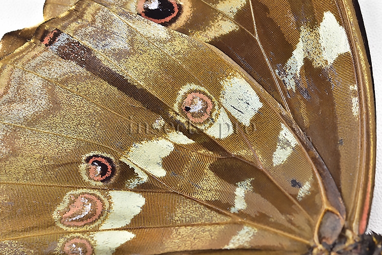 Morpho godartii tingomariensis *GYNANDROMORPH* ⚥ "CROSSED MOSAIC" - Image 4