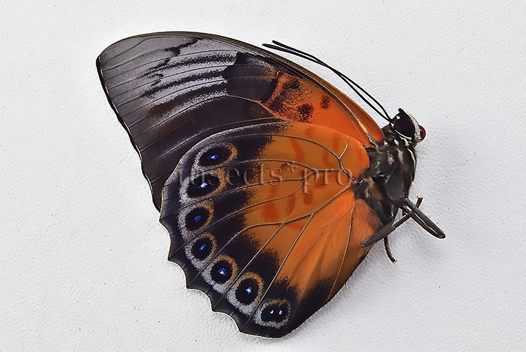 Agrias sp. A1 ♂ HYBRID* resembles the form FLOQUETI - Image 2