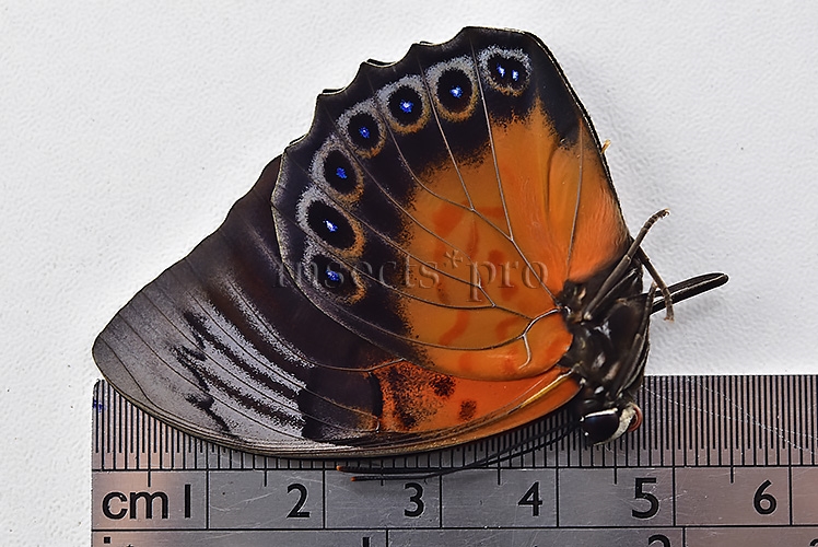 Agrias sp. A1 ♂ HYBRID* resembles the form FLOQUETI - Image 3