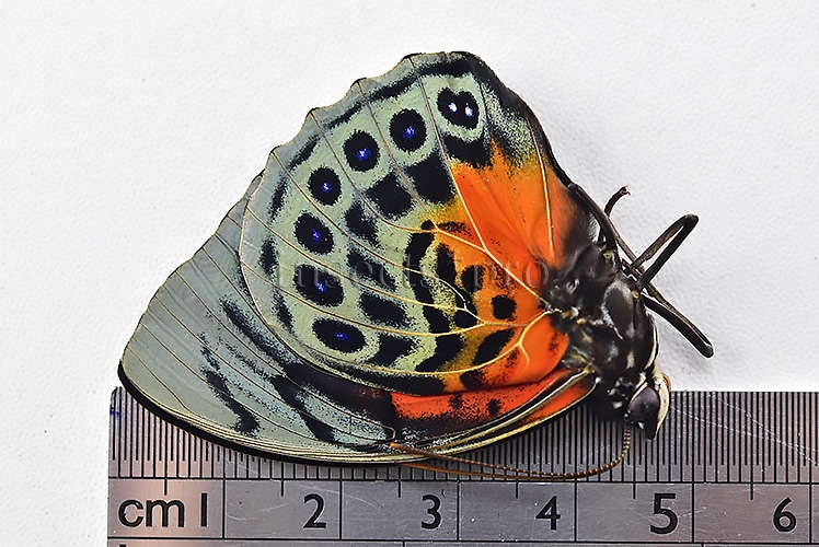 Agrias sp. ♂ HYBRID* GREENISH - Image 3