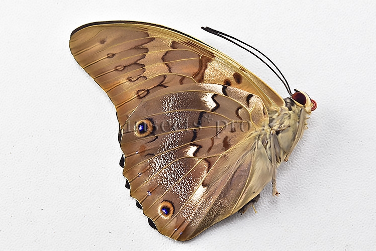 Agrias sp. A1 ♂ HYBRID* like PRAENESTE - Image 2