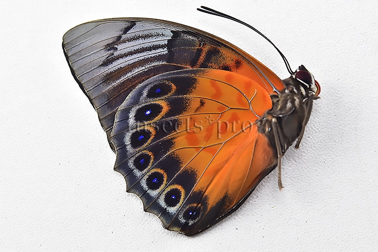 Agrias sp. A1 ♂ HYBRID* FLOQUETI? - Image 2