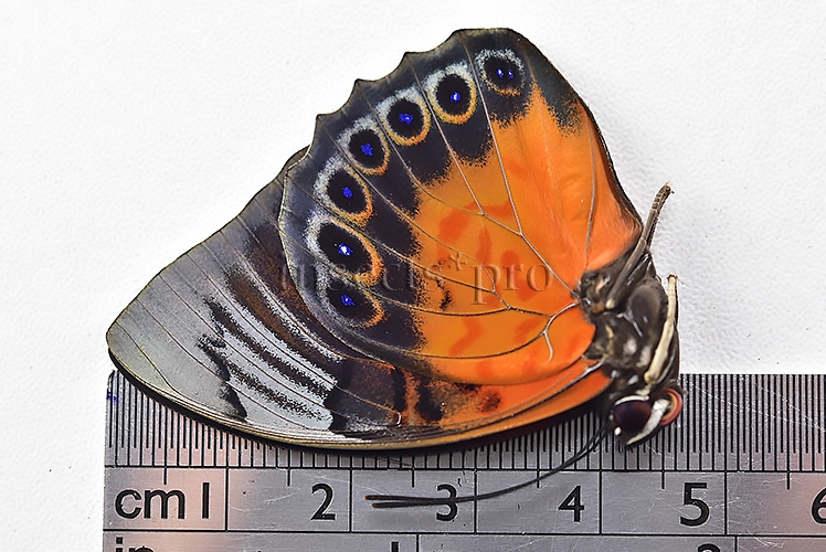 Agrias sp. A1 ♂ HYBRID* FLOQUETI? - Image 3