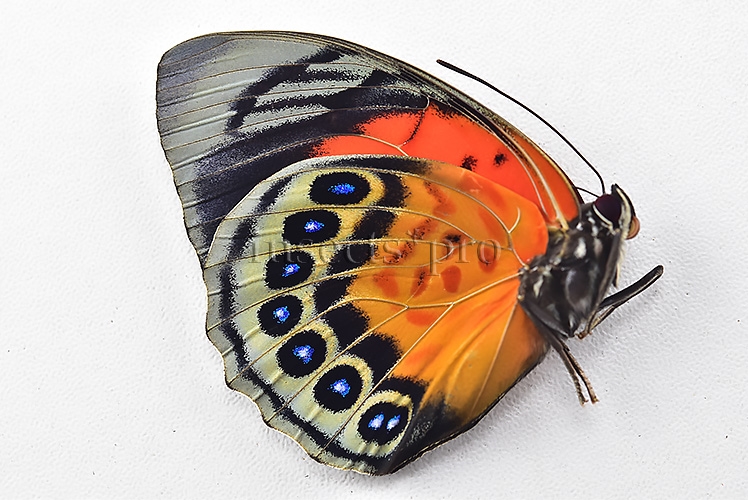 Agrias sp. A1 ♀ HYBRID* - Image 2