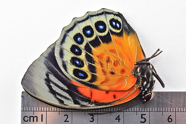 Agrias sp. A1 ♀ HYBRID* - Image 3