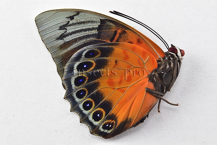 Agrias sp. A1 ♂ HYBRID* - Image 2