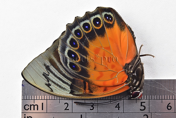 Agrias sp. A1 ♂ HYBRID* - Image 3
