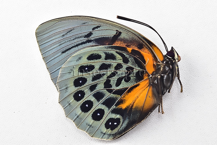Agrias sp. A1 ♀ HYBRID* DARK FEMALE - Image 2