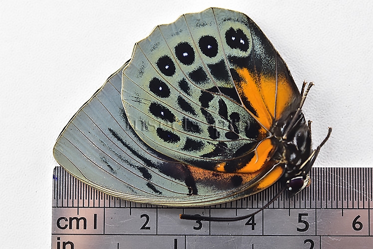 Agrias sp. A1 ♀ HYBRID* DARK FEMALE - Image 3