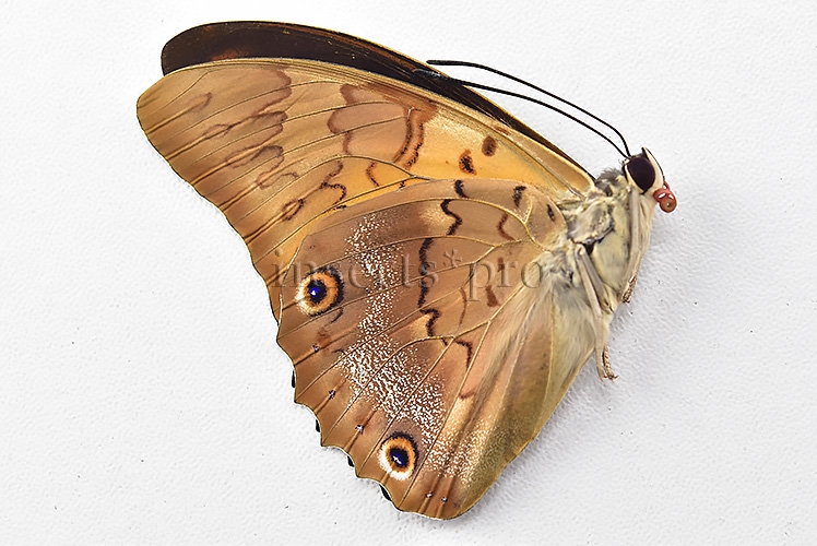 Agrias sp. A1 ♂ HYBRID* PREPONA PRAENESTE - Image 2