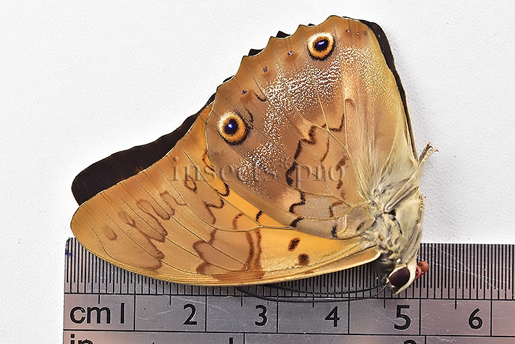 Agrias sp. A1 ♂ HYBRID* PREPONA PRAENESTE - Image 3