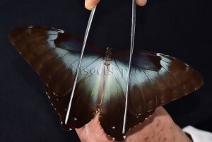 Morpho cisseis jeannoti A1 ♂ BLUE FORM hard to get