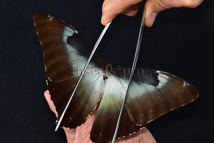 Morpho cisseis jeannoti A1 ♂ BLUE FORM hard to get - Image 6