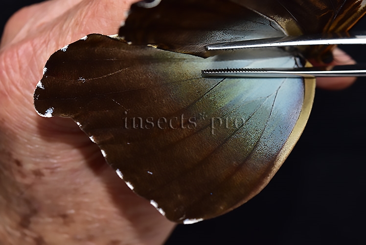 Morpho cisseis jeannoti A1 ♂ BLUE FORM hard to get - Image 4