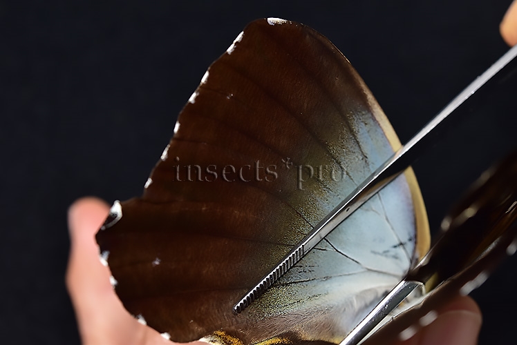 Morpho cisseis jeannoti A1 ♂ BLUE FORM hard to get - Image 5