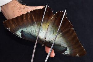 Morpho cisseis jeannoti A1 ♂ BLUE FORM hard to get
