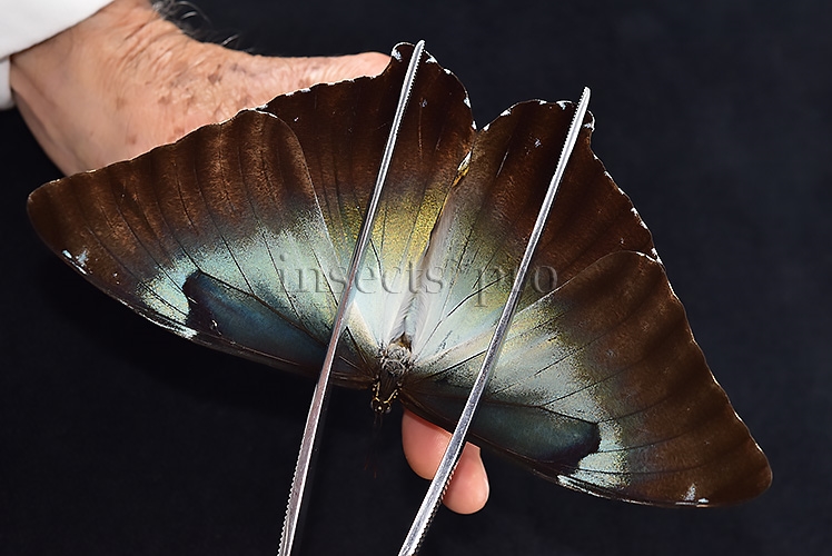 Morpho cisseis jeannoti A1 ♂ BLUE FORM hard to get