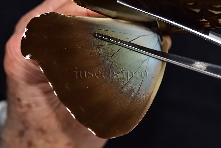 Morpho cisseis jeannoti ♂ GOOD FORM - Image 4