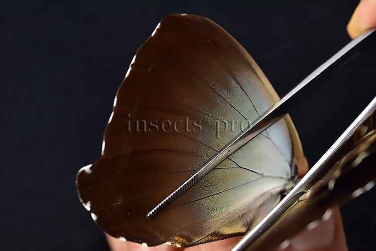Morpho cisseis jeannoti ♂ GOOD FORM - Image 5