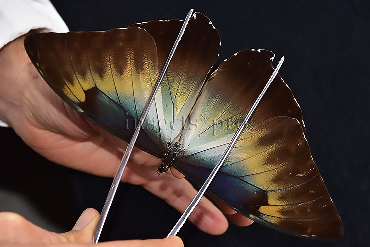 Morpho cisseis jeannoti ♂ GOOD FORM - Image 6