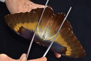 Morpho cisseis jeannoti ♂